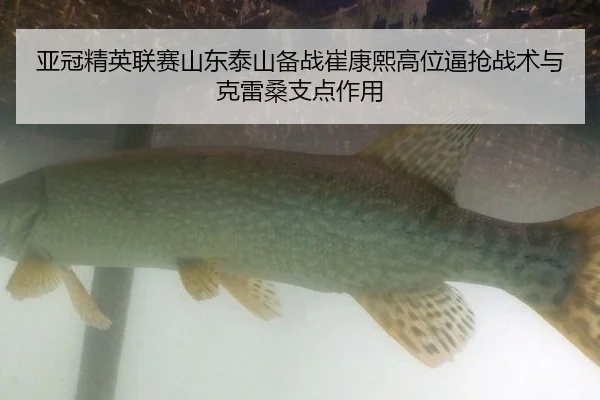 亚冠精英联赛山东泰山备战崔康熙高位逼抢战术与克雷桑支点作用